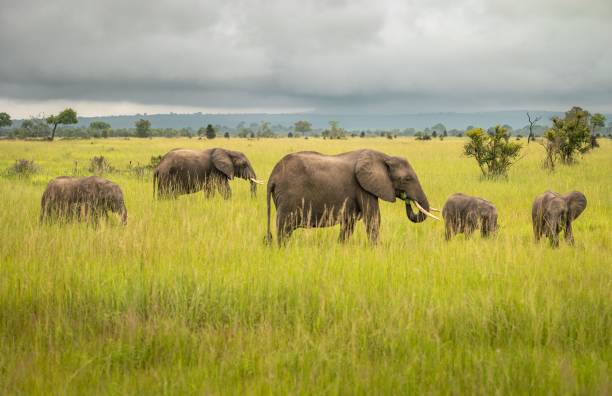 Best Time to Mikumi Safari Tour